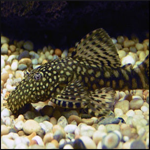 Bristle nose pleco 5-7cm