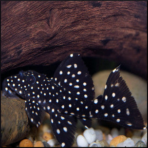 Galaxy pleco L07