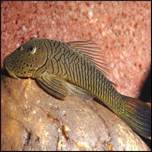 Rubbernose pleco L146