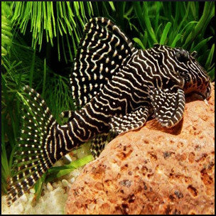 Queen arabesque pleco  L260