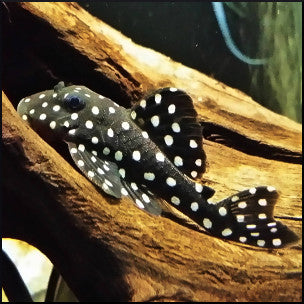 Snowball pleco LDA33