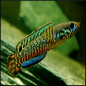 Channa bleheri ( rainbow snakehead )