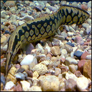 Tyre track eel