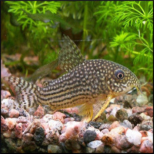 Corydoras sterbai