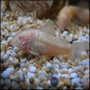 Corydoras albino