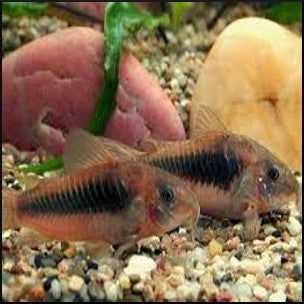 Corydoras bronze