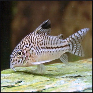 Corydoras julli