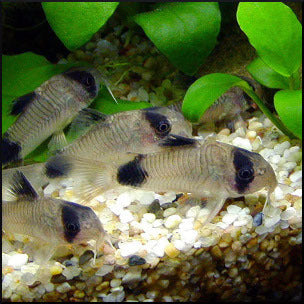 Corydoras panda