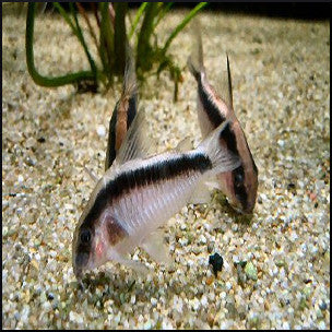 Corydoras arcuatus