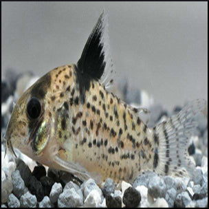 Corydoras punctatus