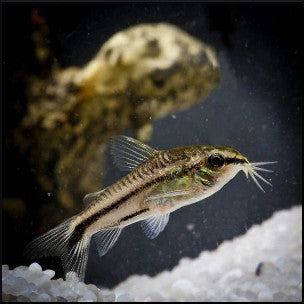 Corydoras pygmy