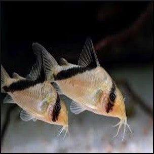 Corydoras Melini