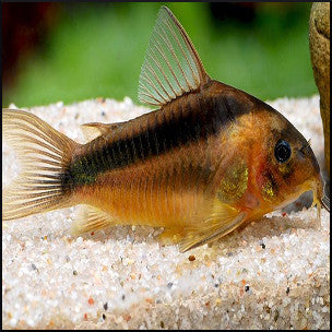 Corydoras rabouti