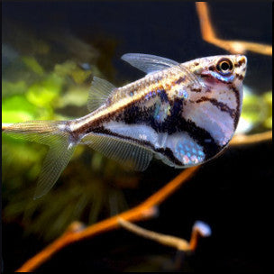 Marbled hatchetfish