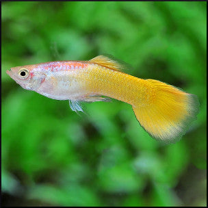 Mixed male guppies