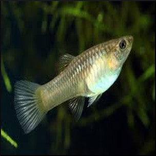 Endler guppy female