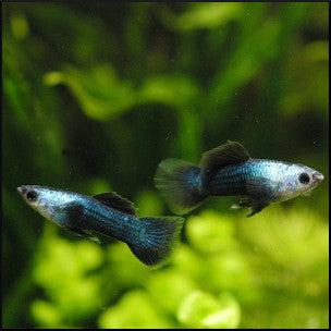 Panda guppy