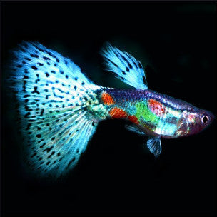 Multicolour tail guppy male