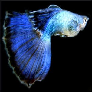 Neon blue guppy male