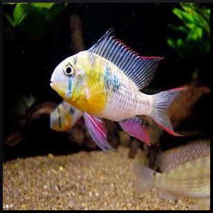 Bolivian ram