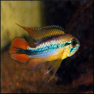 Apistogramma agassizi