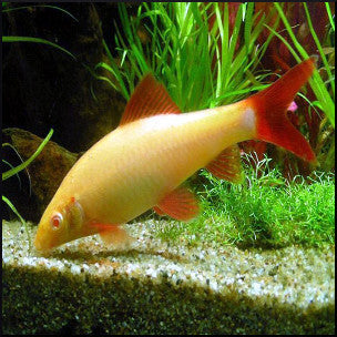 Albino rainbow shark