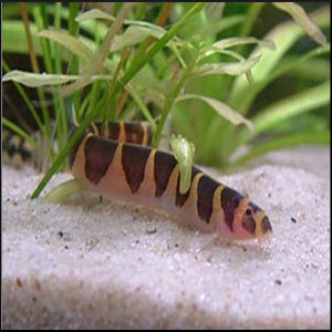 Kuhlii loach