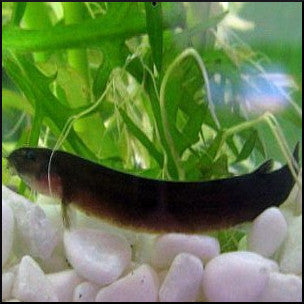 Black Kuhlii loach