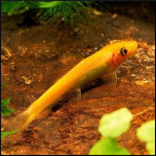 Gold Sucking loach