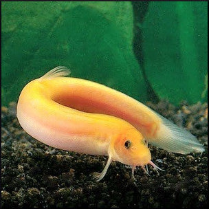 Golden Weather loach (dojo)