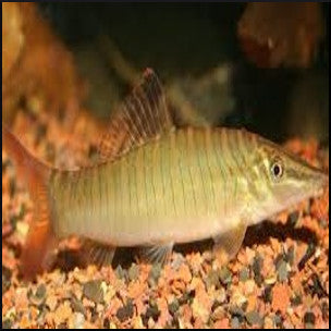 Tiger banded loach