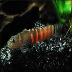 Orange saddle loach