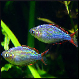 rainbow fish aquarium