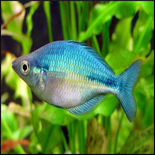 Blue rainbow fish