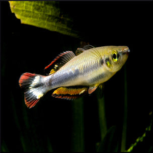 Madagascar rainbow sale fish petsmart