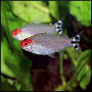 Rummynose tetra