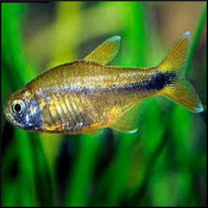 Silvertip tetra