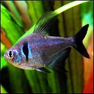 Black phantom tetra