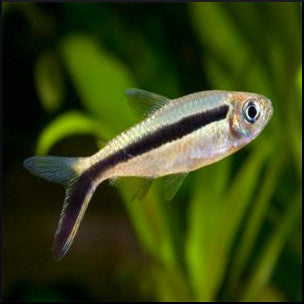 Penguin tetra