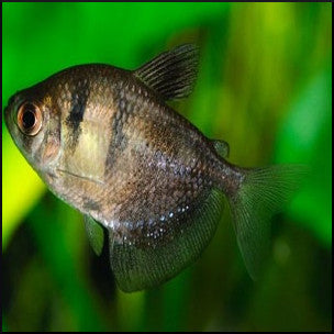 Black widow tetra