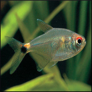 Head and tail light tetra