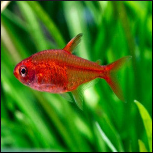 Ember tetra