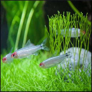 Platinum rummynose tetra