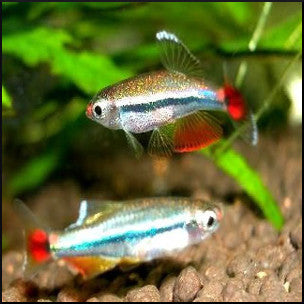 White cloud minnow