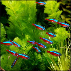 Cardinal tetra