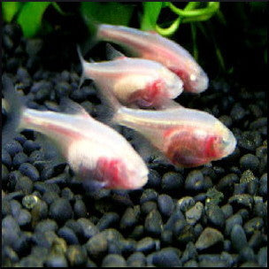 Blind cave fish