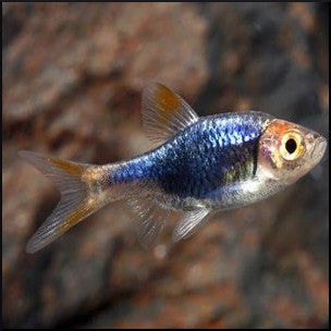 Black Harlequin rasbora