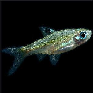 Emerald eye rasbora