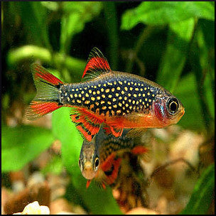 Galaxy rasbora (celestial danio)