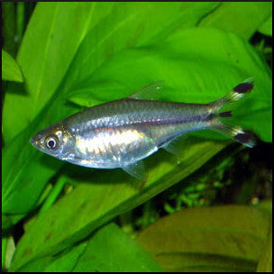 Scissor tail rasbora